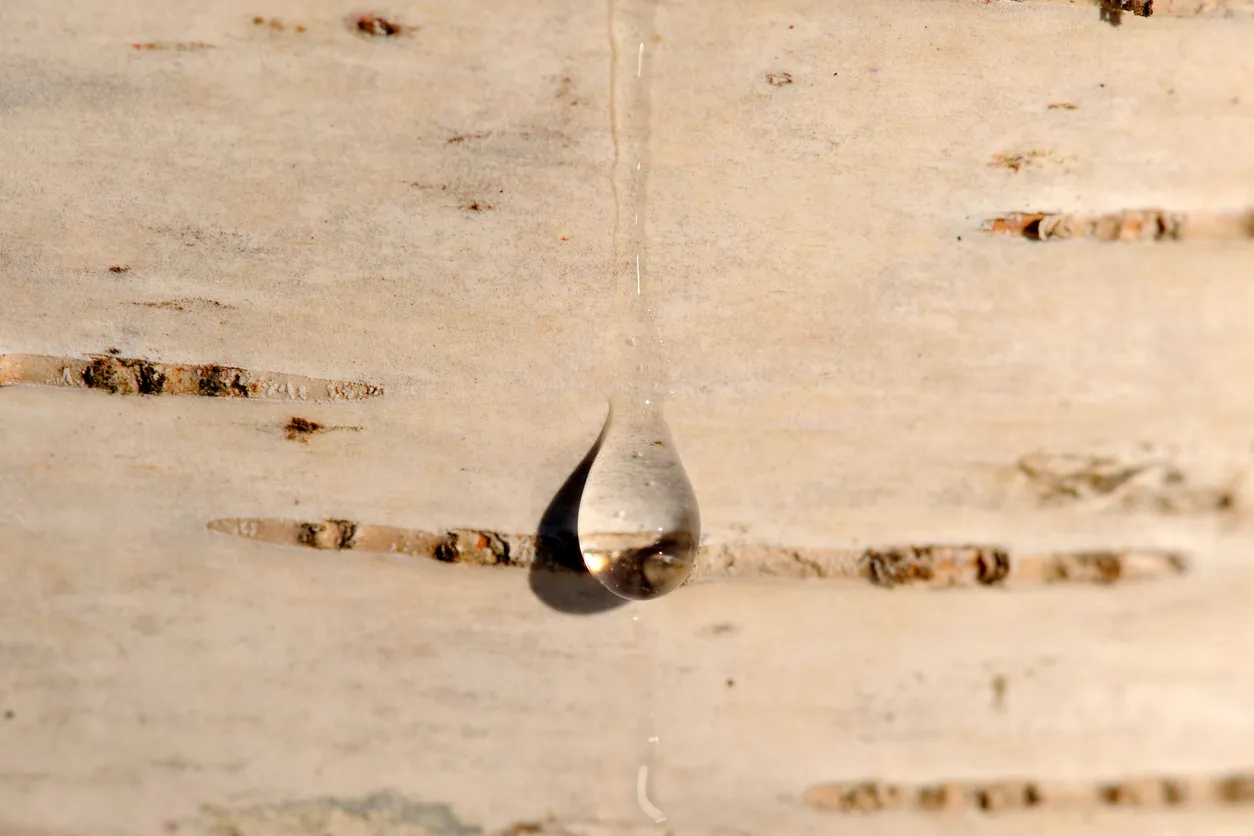 як збіраць бярозавы сок