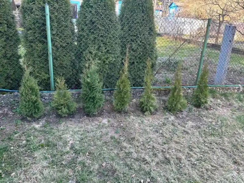 Выкапаў больш за 100 туй. У Гродне затрымалі мужчыну, які 8 гадоў выкрадаў дрэўцы