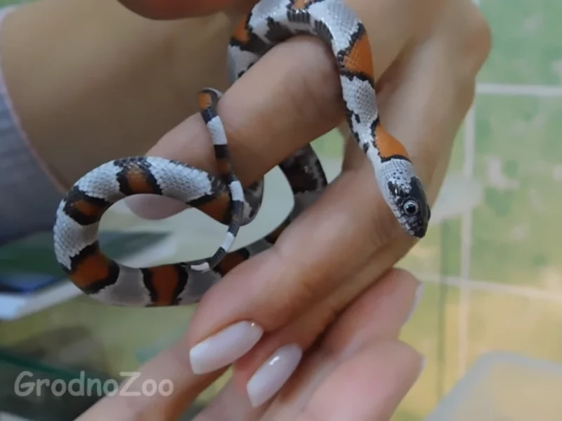 В Гродненский зоопарк привезли новых животных. Кто пополнил коллекцию?