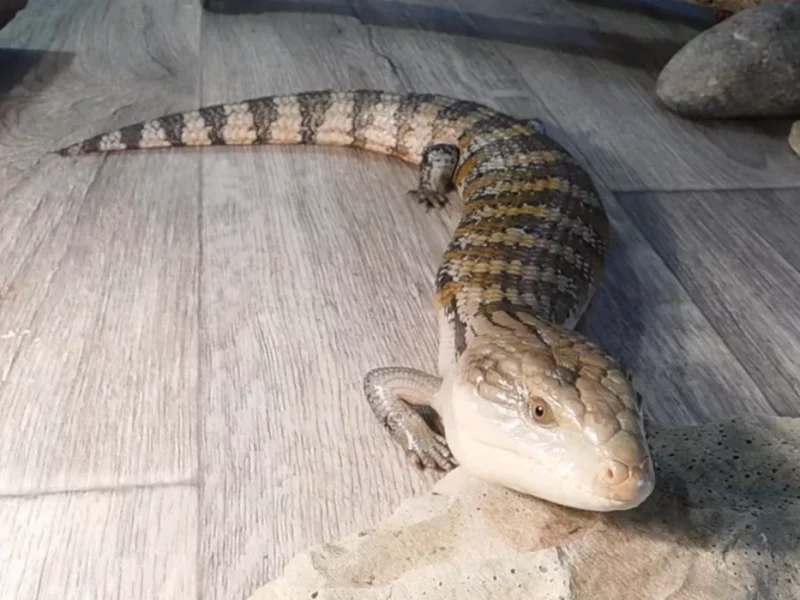 В Гродненский зоопарк привезли новых животных. Кто пополнил коллекцию?