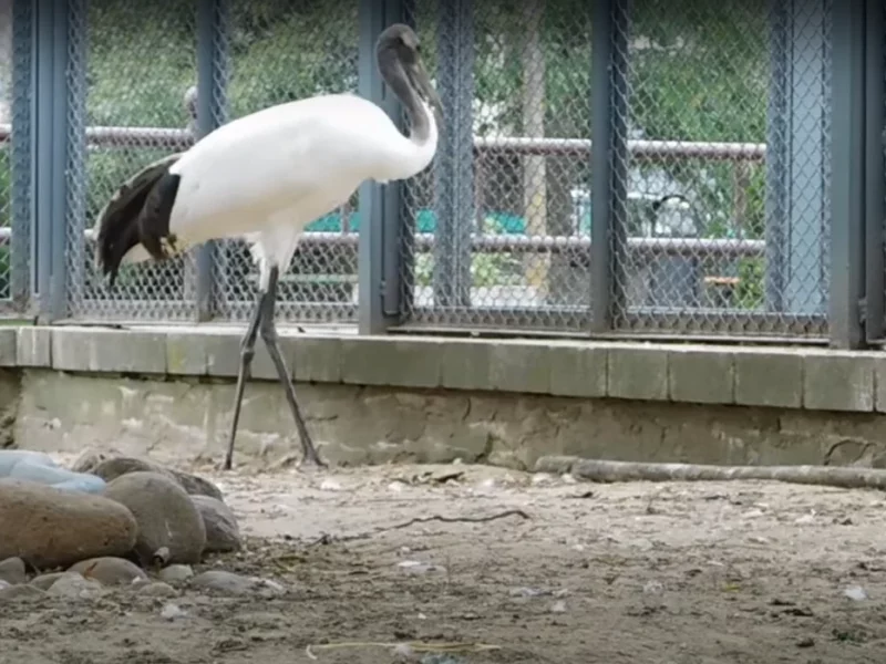 В Гродненский зоопарк привезли новых животных. Кто пополнил коллекцию?