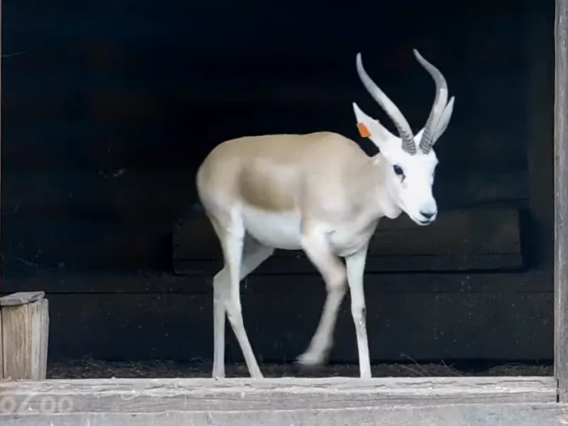 В Гродненский зоопарк привезли новых животных. Кто пополнил коллекцию?