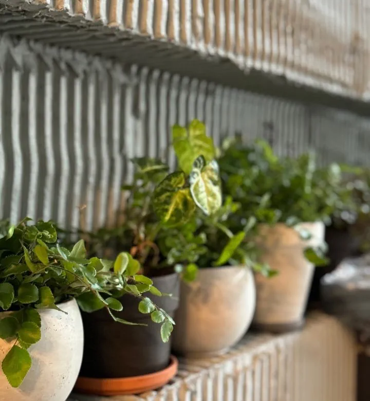 Інтэр'ер кафэ "Пышки". Фота: instagram.com/tatiana.zakharka