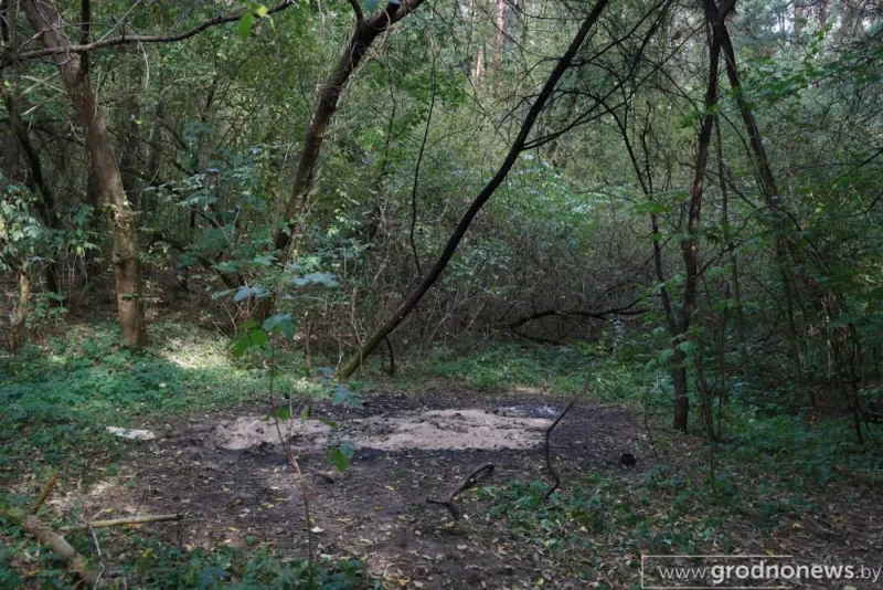 З Томінскага лесу два тыдні ішоў непрыемны пах. Гродзенцы высветлілі, хто за гэтым стаіць Томінскі лес. Фота: grodnonews.by