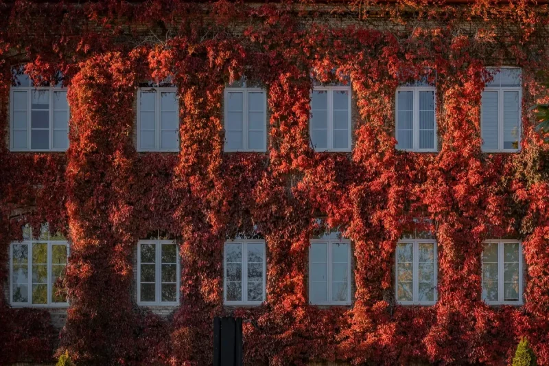 Турыстка прыехала паглядзець на вядомую фотазону Гродна і расчаравалася Галоўны корпус ГрДУ у кастрычніку