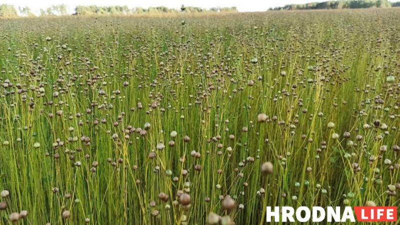 Зрелый лен в поле. Когда его сеяли, белорусская магия была в приговорах, чтобы рос долгим, как путь, прошедший по полю женщины