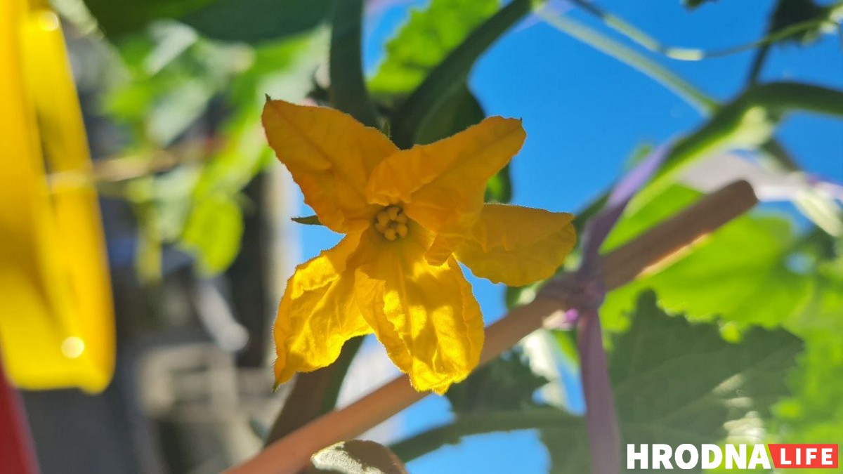 Цветок огурца. Считалось, что для урожая хозяин должен был без штанов побегать по засеянным грядкам и таким образом символично оплодотворить землю.