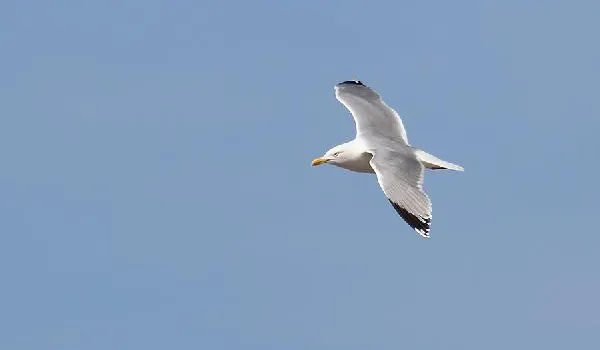 Чайка-клыгун