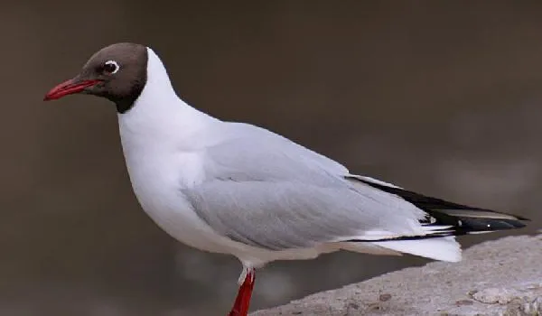 Чайка-рыбачка