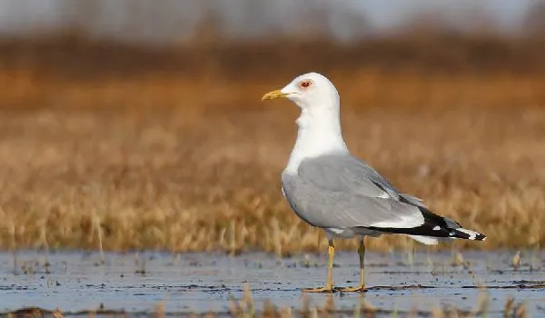 Шызая чайка