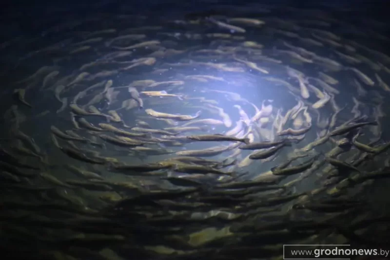 Форель в Свислочском районе.