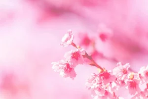 Ружовыя пялёсткі вясновых кветак. Фота: Steven Su, unsplash.com