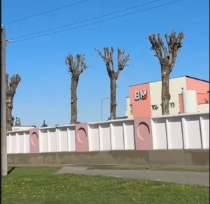 Абрэзка дрэваў у Ваўкавыску