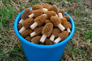 У Гродзенскай вобласці пачынаецца сезон збору бярозавага соку