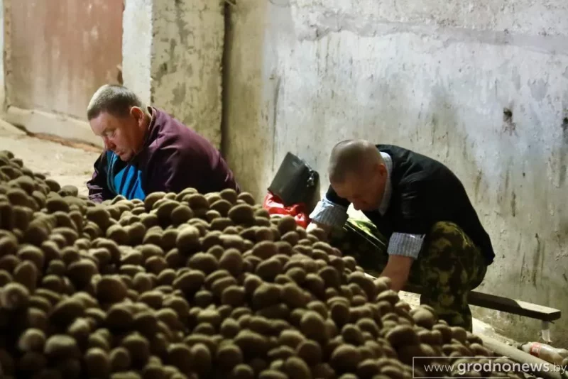 На ўліку - 30 чалавек. Міліцыя ўладковае на сезонныя працы былых зняволеных Былыя зняволеныя на працы. Фота: "Гродзенская праўда"