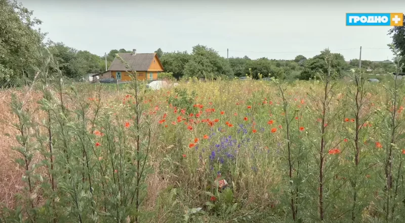 макі ў Гродне, макавае поле