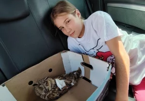 Беларус выратаваў параненую вушастую саву - цяпер яна жыве ў яго дома на ператрымцы