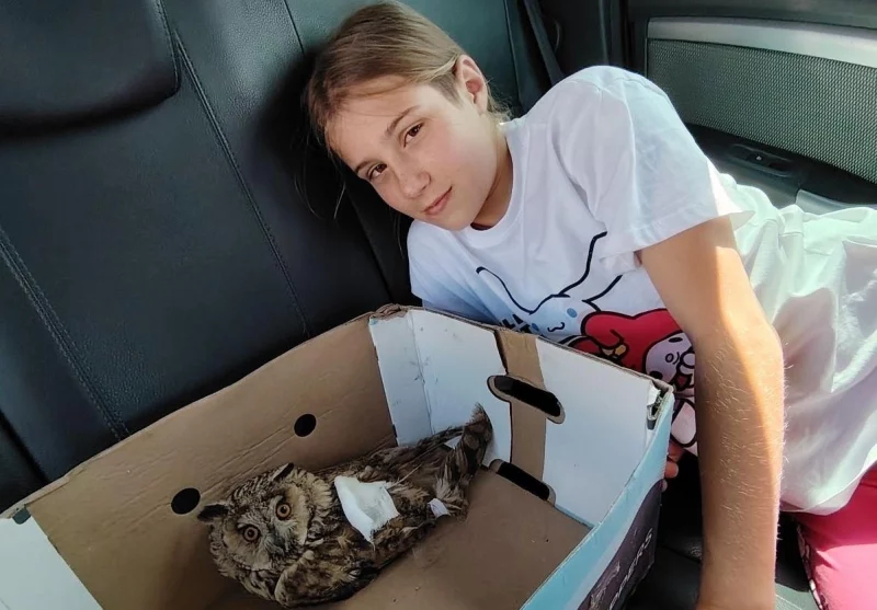 Беларус выратаваў параненую вушастую саву - цяпер яна жыве ў яго дома на ператрымцы Беларус выратаваў параненую вушастую саву - цяпер яна жыве ў яго дома на ператрымцы