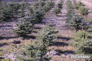 Аб'екты без «піяру»: Гродзенскі лясгас адкрывае новыя турыстычныя маршруты