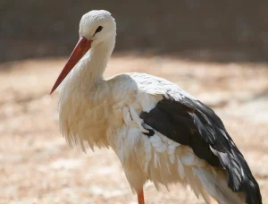 У цэнтры Гродна пасяліўся бусел. Гараджане паспрабавалі яму дапамагчы, але выйшла не адразу