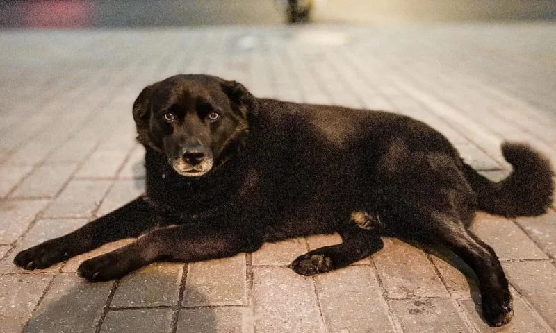 Даведаліся, дзе цяпер гродзенскі інстаграмны сабака Барон, на якога выклікалі адлоў Даведаліся, дзе цяпер гродзенскі інстаграмны сабака Барон, на якога выклікалі адлоў