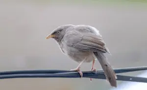 "Гроднаэнерга" будзе змагацца з птушкамі, якія садзяцца на прадпрыемства Птушка