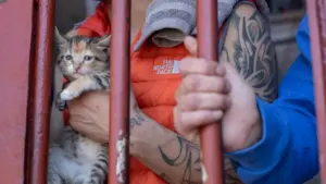 Беларуска прапанавала гродзенскай турме пасяліць у іх катоў для рэсацыялізацыі зняволеных. Вось што з гэтага выйшла коты в тюрьме