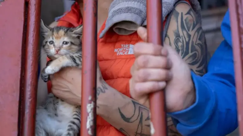 Беларуска прапанавала гродзенскай турме пасяліць у іх катоў для рэсацыялізацыі зняволеных. Вось што з гэтага выйшла коты в тюрьме