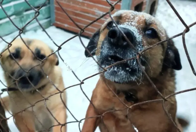 Сабакі Гродна