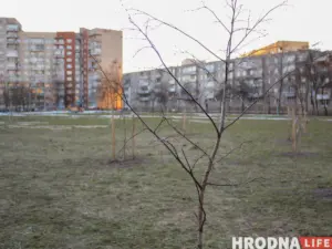 “Азеляненне — дарагая і сістэмная работа”. 5 спосабаў (не) пасадзіць дрэвы ў Гродне, Брэсце, Магілёве і па ўсёй Беларусі