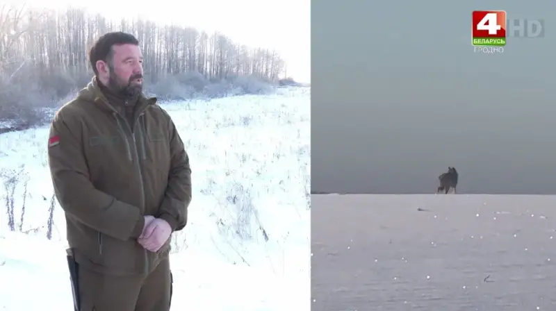 Воўк на Альшанцы