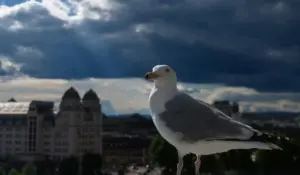Чайки — новый городской вид в Гродно.