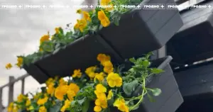 Кветкі на Старым мосце. Фота: Гродна Плюс