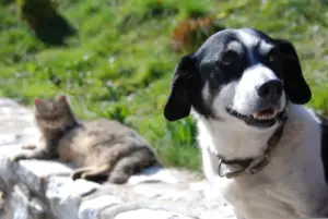 Сабака і кот (1)