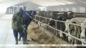 У Гродзенскай вобласці дэфіцыт кадраў у аграсферы папаўняюць замежнікамі У Гродзенскай вобласці дэфіцыт кадраў у аграсферы папаўняюць замежнікамі
