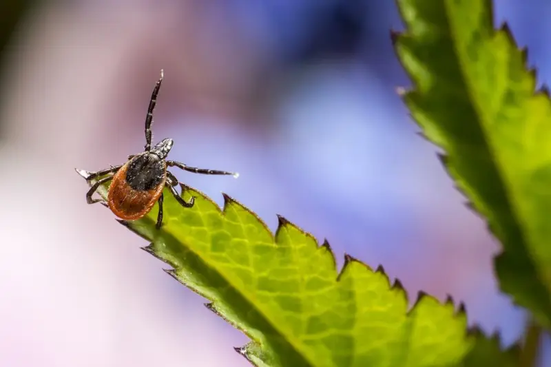 У гродзенкі не ўзялі кляшча на праверку - "не сезон". Спыталі ў эксперткі, як павінна быць (абноўлена) Іксодавыя кляшчы ў Гродне