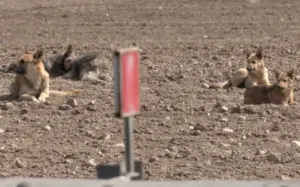 Жыхары Гродзенскага раёна скардзяцца на зграю сабак — мясцовыя ўлады не могуць вырашыць праблему