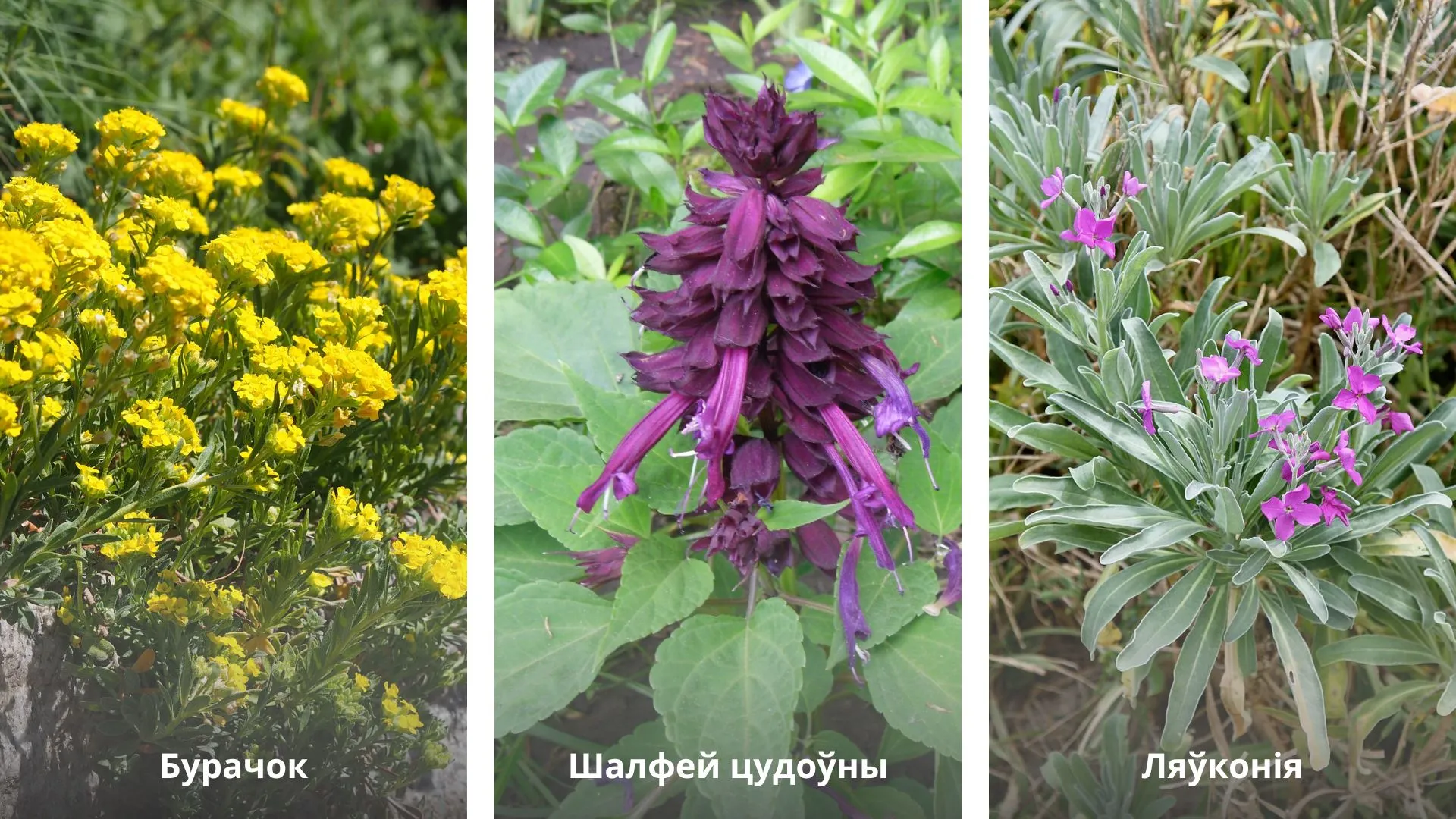 Шалфей цудоўны (сальвія)