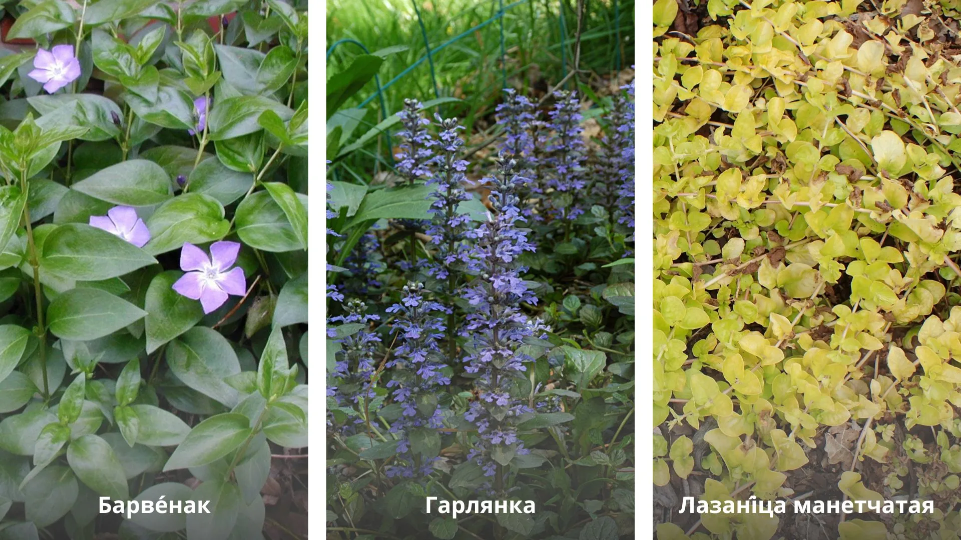 кветкі для гарадской клумбы