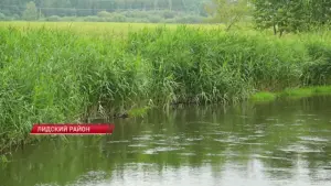 На Дзітве ў Лідскім раёне зафіксавалі перавышэнне канцэнтрацый. Вінаватых пакаралі Забруджаная рака Дзітва. Фота: СТВ