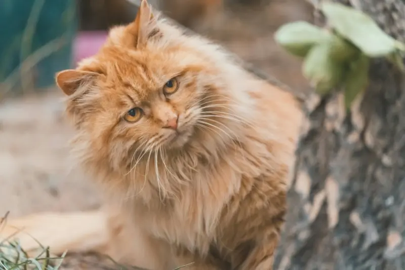 фото кота